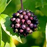 Pharaoh's Nectar™ Eleuthero Root Botanical Ingredient