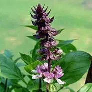 Pharaoh's Nectar™ Sacred Licorice Root Botanical Ingredient