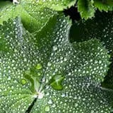 Pharaoh's Nectar™ Lady's Mantle Herb Botanical Ingredient