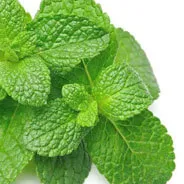Pharaoh's Nectar™ Pure Peppermint Oil Botanical Ingredient