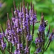 Pharaoh's Nectar™ Egyptian Blue Vervain Botanical Ingredient